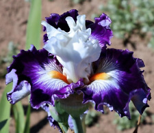 Iris passionista 1 usato  Bologna