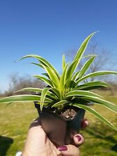 Live spider plant for sale  Cameron
