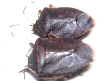 K016 MI : Pentatomidae species? 2pcs. 11.5mm A-/A- for sale  Shipping to South Africa