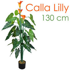 Dragon root calla for sale  Shipping to Ireland