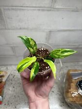 beautiful house plants for sale  Canonsburg