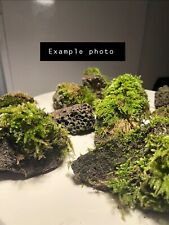 Mossy rocks terrarium for sale  CROMER