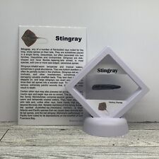 Stingray prehistoric barb for sale  Davenport