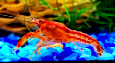 Live mexican dwarf for sale  Cairo