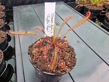 Drosera capensis triffid for sale  Shipping to Ireland
