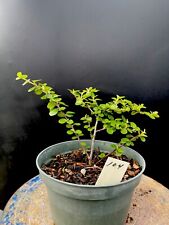 Cotoneaster bonsai landscape for sale  East Enterprise