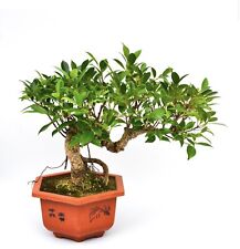 bonsai ficus usato  Milano