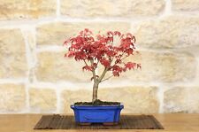 Bonsai acero palmato usato  Giovinazzo