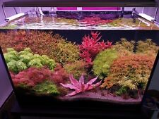 Live aquarium plants for sale  Stockton