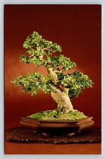 c1988 Fukien Tea Tree Penjing Collection US National Arboretum VINTAGE Postcard, used for sale  Shipping to South Africa