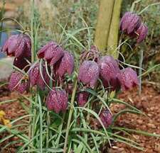 Schachbrettblume fritillaria m gebraucht kaufen  Bad Zwischenahn