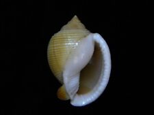 Sea Shell Semicassis bisulcata diuturna 40.7mm ID#4202 for sale  Shipping to South Africa