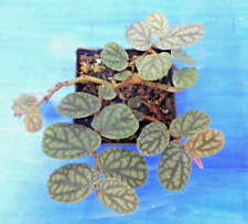 Pellionia pulchra terrarium gebraucht kaufen  Ochtrup