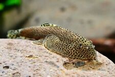 Hillstream loach fish for sale  BIRMINGHAM