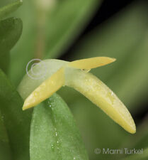 Masdevallia venezuelana large for sale  Santa Rosa