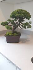 Chinese juniper bonsai for sale  SUNBURY-ON-THAMES