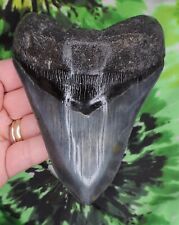 Megalodon Sharks Tooth 4 15/16" inch NO RESTORATIONS fossil sharks teeth tooth, used for sale  Shipping to South Africa