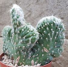 Pilosocereus azureus crested own roots POT cm 10 Cod 2267 Succulent Cactus  for sale  Shipping to South Africa