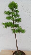 Utdoor bonsai lärche gebraucht kaufen  Rimbach