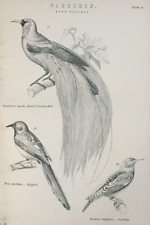 Antique print birds for sale  TORRINGTON