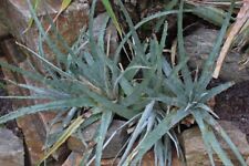 Hechtia Conzattiana Bromeliad Oaxacan 10+ Seeds - Seeds - Seeds W 153, used for sale  Shipping to South Africa