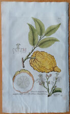 Zitrone citreum florentinum gebraucht kaufen  Neuendettelsau