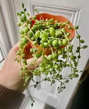 New string pearls for sale  CHELMSFORD