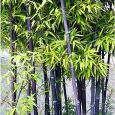 Black bamboo seeds for sale  El Monte