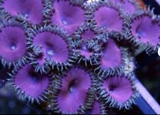 Heads zoa zoanthids for sale  FOLKESTONE