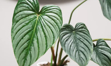 Philodendron silver cloud for sale  Reseda