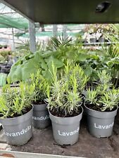 English lavender augustifolia for sale  DEREHAM