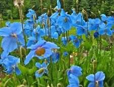 Himalayan blue poppy for sale  GREENOCK