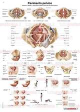 Poster anatomia umana usato  Bisceglie