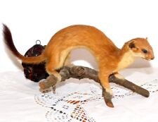 Taxidermie ancienne hermine d'occasion  Liesse-Notre-Dame