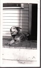 Vintage photograph dog for sale  Siletz