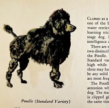 Standard poodle 1939 for sale  Cambridge