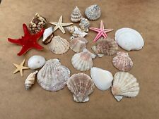 Selection sea shells. for sale  LIVERPOOL