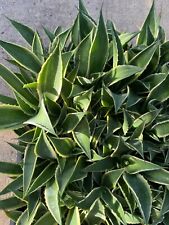 agave desmettiana for sale  Palm City