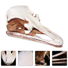 Reptile ostrich skull for sale  LONDON