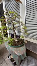 maple bonsai (Acer Palmatum) green for sale  Shipping to South Africa