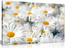 Daisys daisy canvas for sale  LONDON