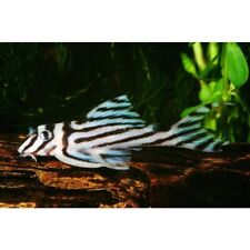 Zebra pleco hypancistrus for sale  GLASGOW