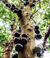 Árvore frutífera viva rara exótica Jaboticaba Jabuticaba (6 pol. até 2 pés) comprar usado  Enviando para Brazil