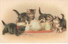 Chats mk44968 chatons d'occasion  France