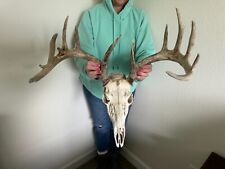 Real point whitetail for sale  Waukesha