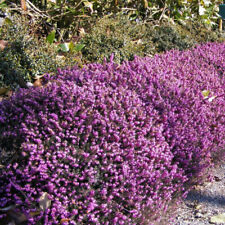 Erica darleyensis kramer d'occasion  Pouzauges