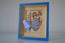 Antique butterfly frame d'occasion  Expédié en Belgium