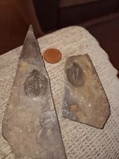 Trilobite fossil british for sale  WHITCHURCH