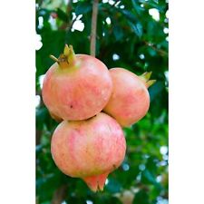 Salavatski russian pomegranate for sale  Carlsbad