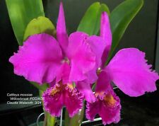 Cattleya mossiae willowbrook for sale  Winter Park